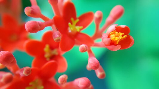 Nature macro closeup