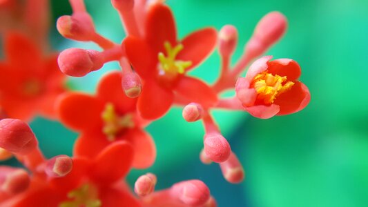 Nature macro closeup photo