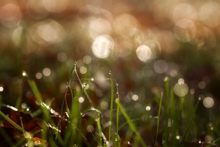 Grass nature drip photo