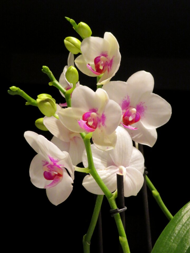 Flower orchid white and pink