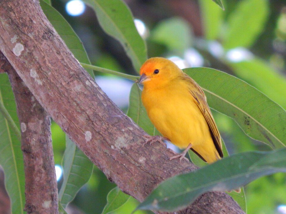 Bird yellow brazil