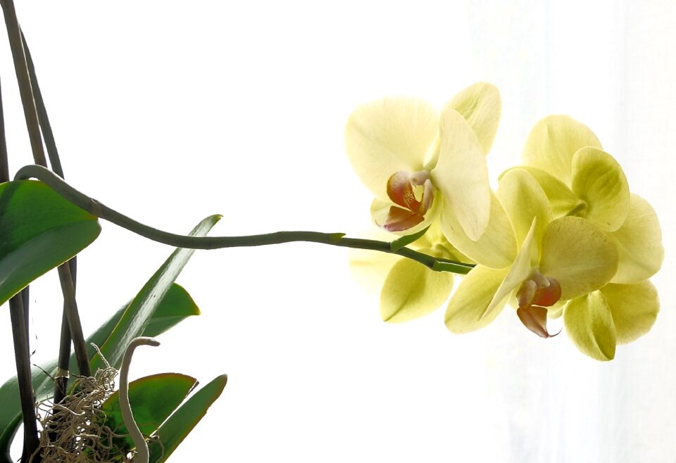 Blossom bloom houseplant
