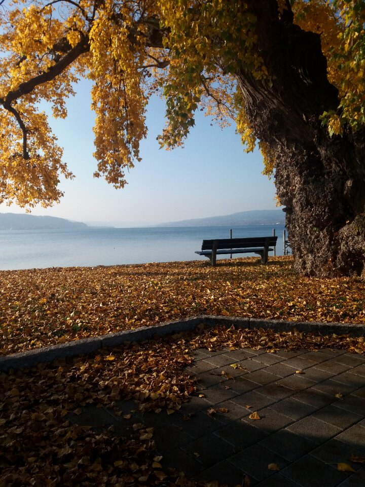 Reichenau autumn leaves