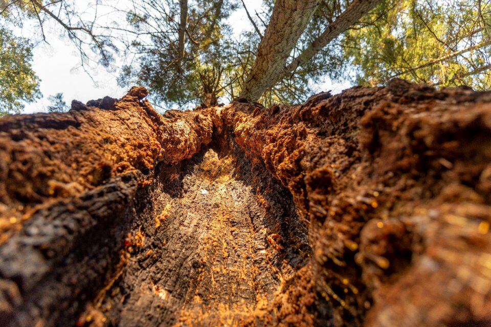 Burned crowns trees