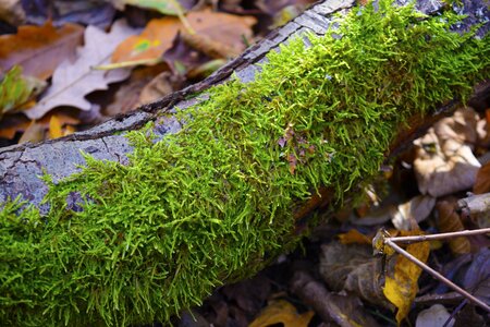 Autumn green undergrowth