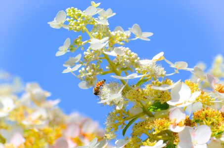 Insect beekeeping pollen photo