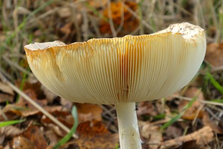 Moist autumn bottom photo