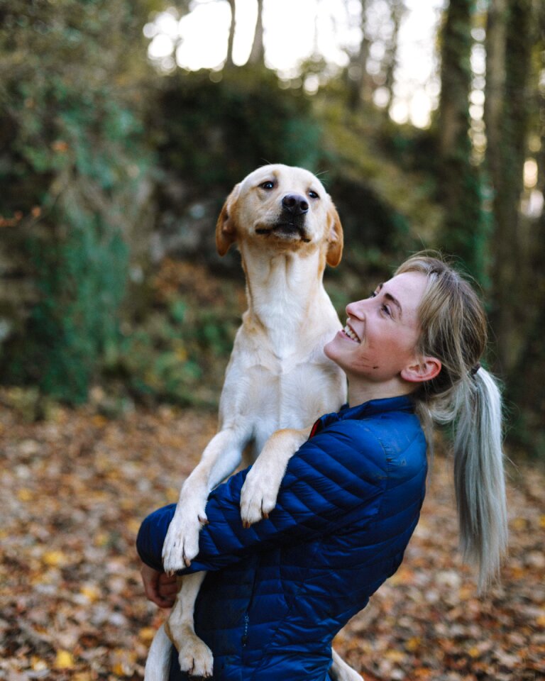 Portrait puppy labrador