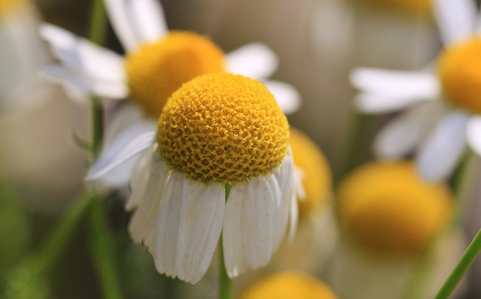 Naturopathy medicinal herb medicinal herbs