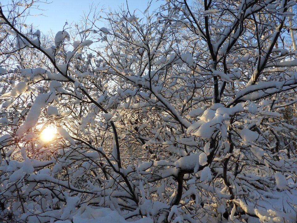 Cold trees frost