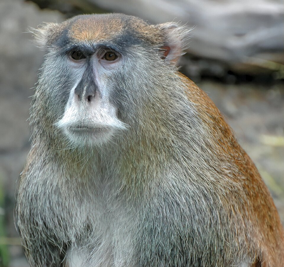 Primates mammal male
