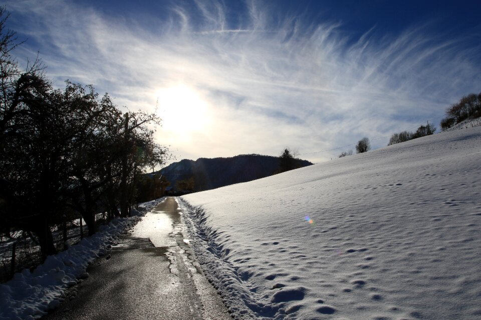 Cold landscape trees