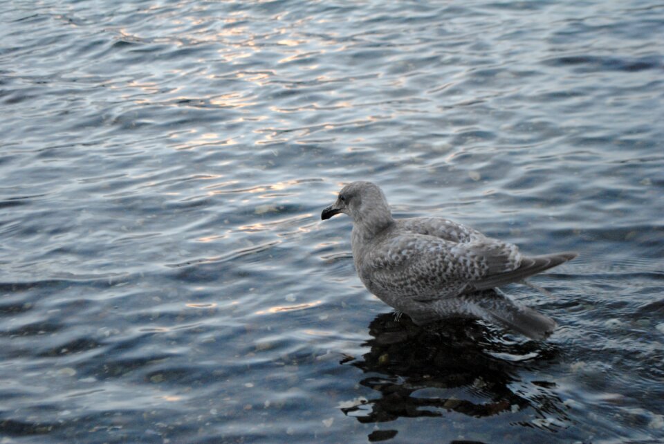 Wildlife birds