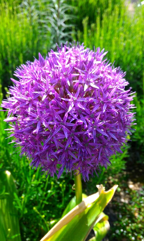 Garden flower bulb
