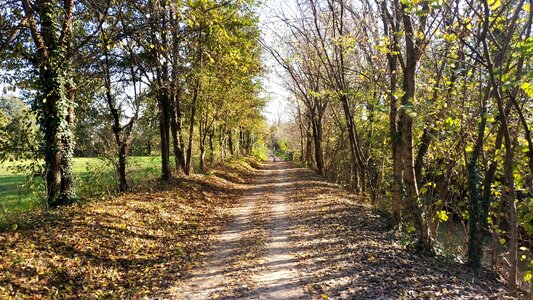 Trees autumn path