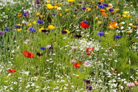 Meadow flora garden photo