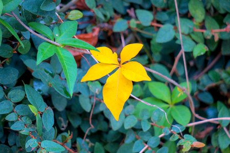Bloom common wildflowers xie