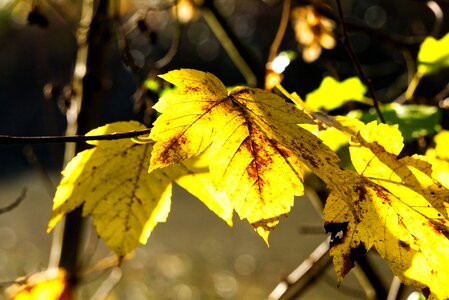 Yellow orange fall leaves photo