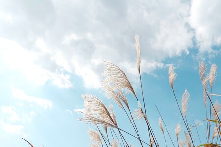 Reed sky nature