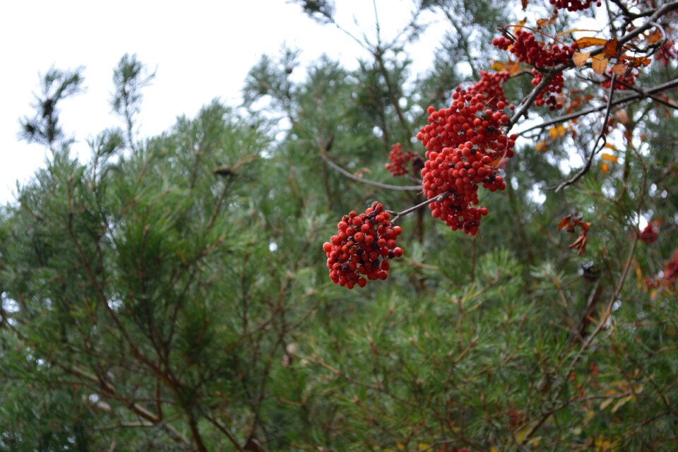 Red healthy fresh
