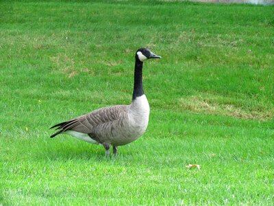 Geese animal