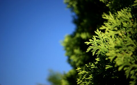 Bokeh nature leaves