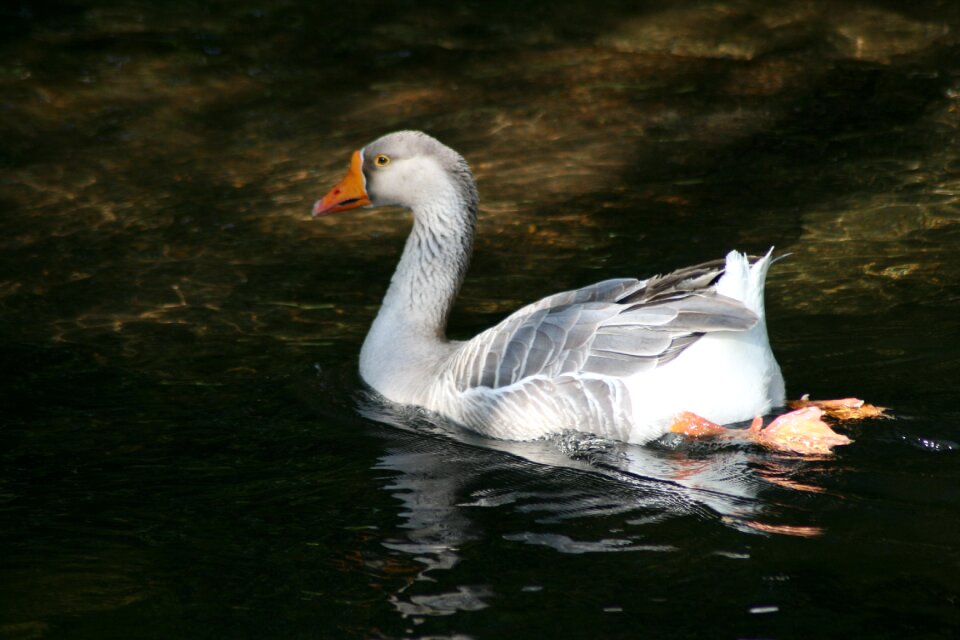 Geese animals goose