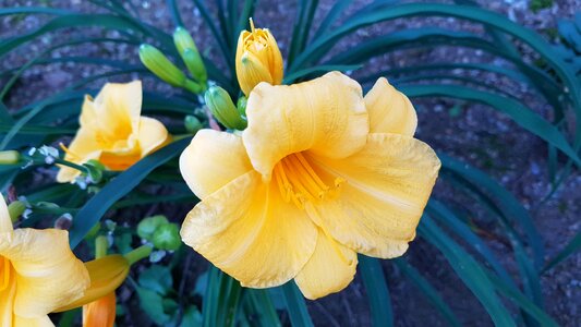 Plants yellow yellow flower photo