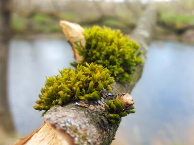 Wood green plant