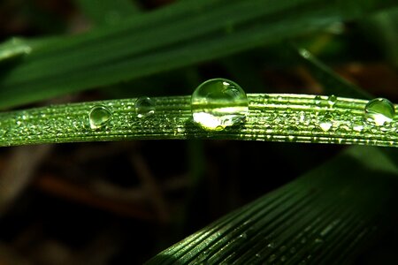 Grass dew-drop nature