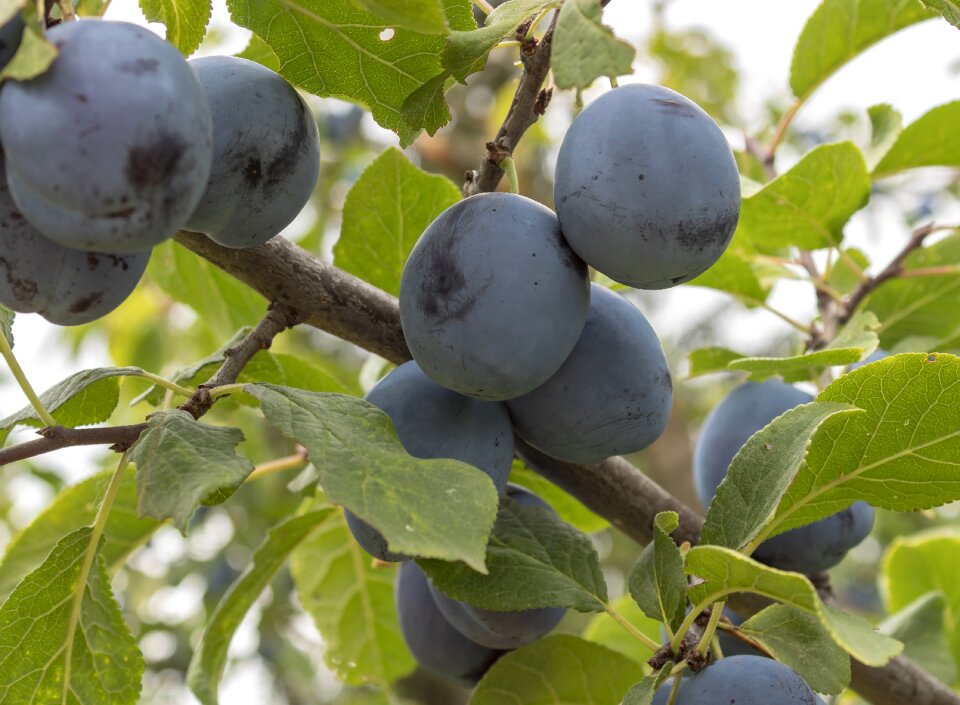 Blue fruit tree juicy