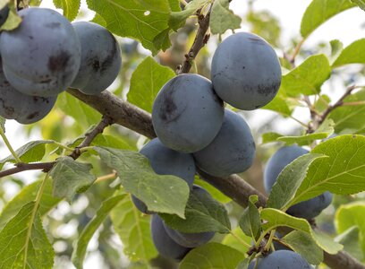 Blue fruit tree juicy