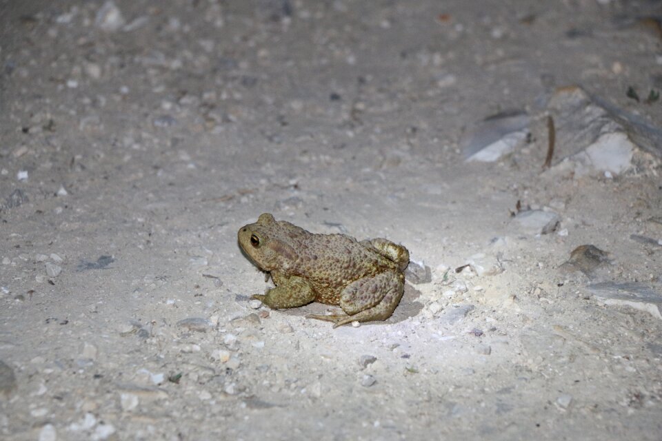 Amphibian nature cute