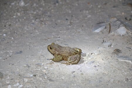 Amphibian nature cute