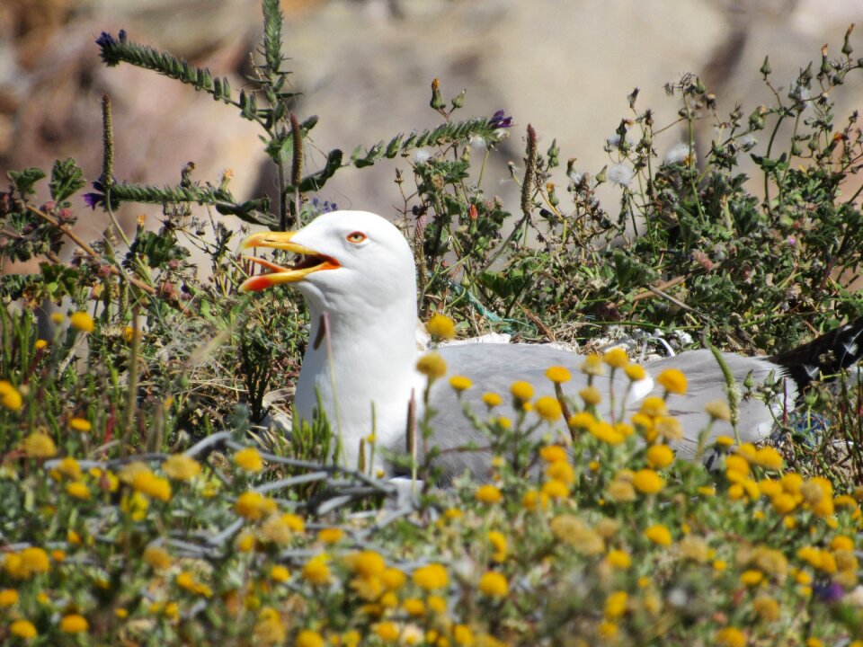 Seabird animals nature