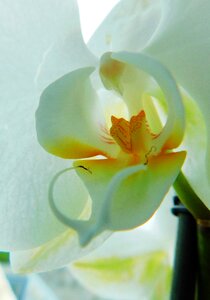 Orchid flower flora