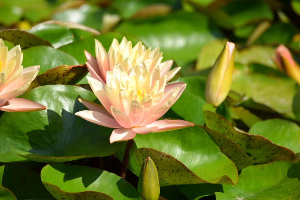 Flower buds aquatic yellow