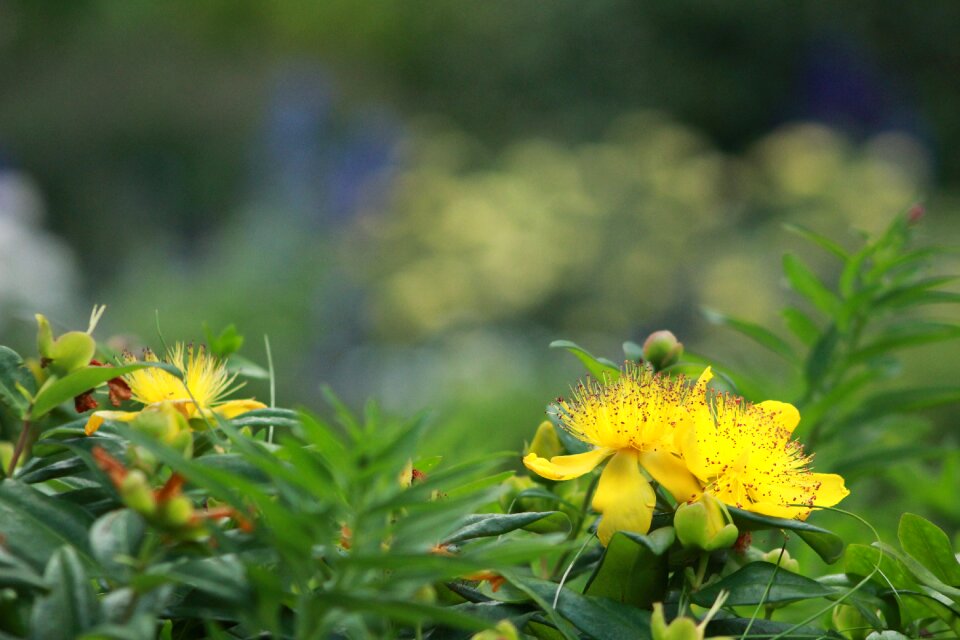 Medicinal herbs a native of europe flower native to asia