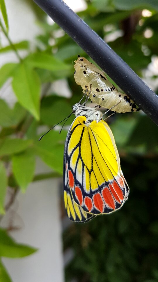 Jezebel colorful yellow