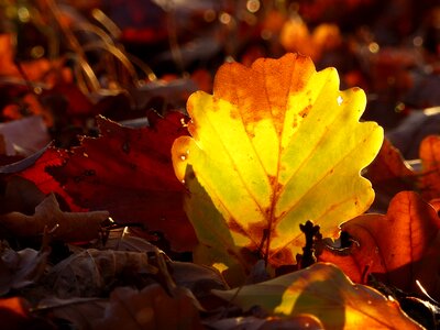Colorful autumn colours mood photo