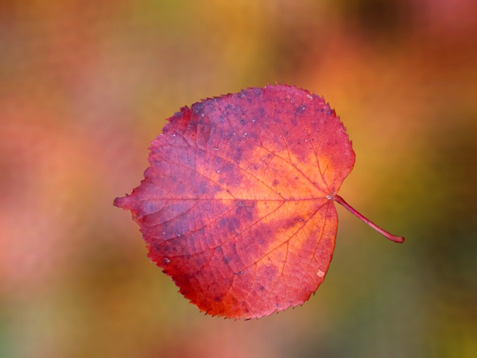 Fall color emerge bright