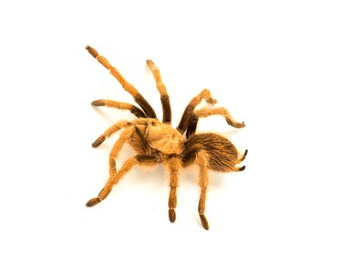 Hairy creepy arachnid