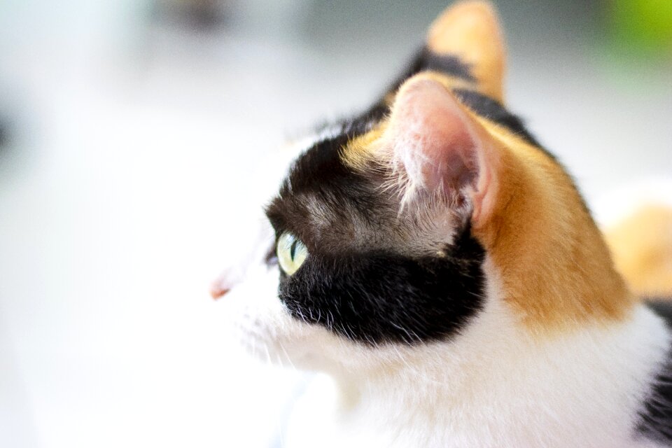Beautiful animal eye