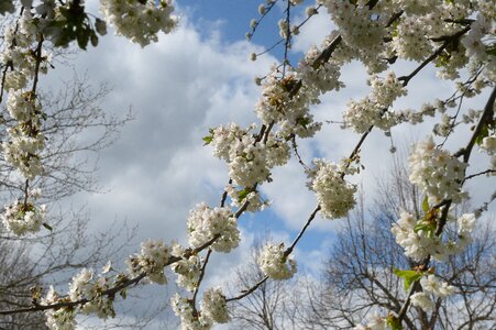 Spring blossom bloom