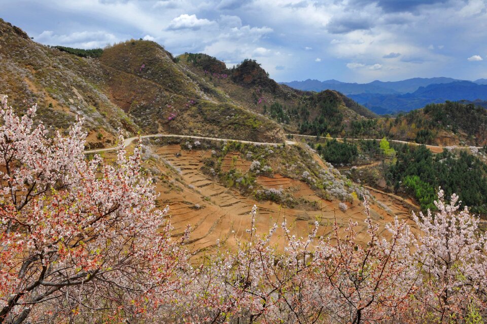 Grass plant valley