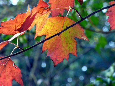 Fall branches wild photo