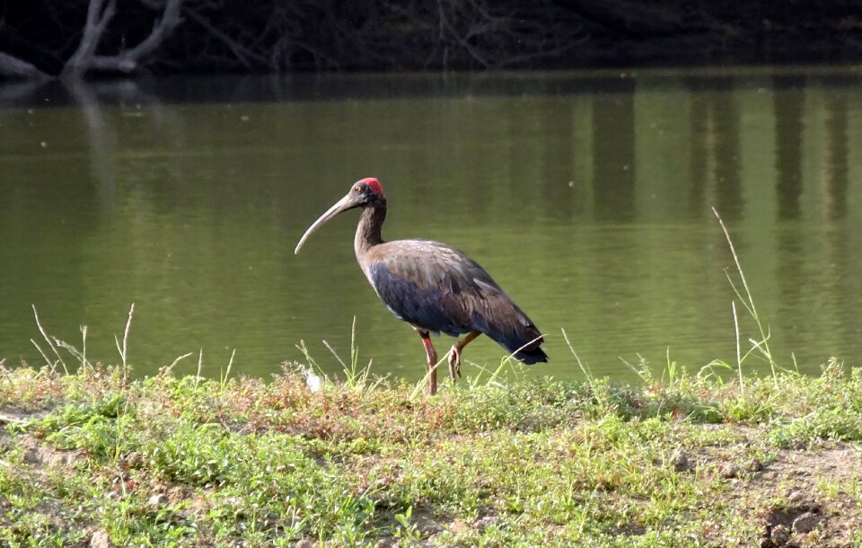 Indian black ibis black ibis ibis
