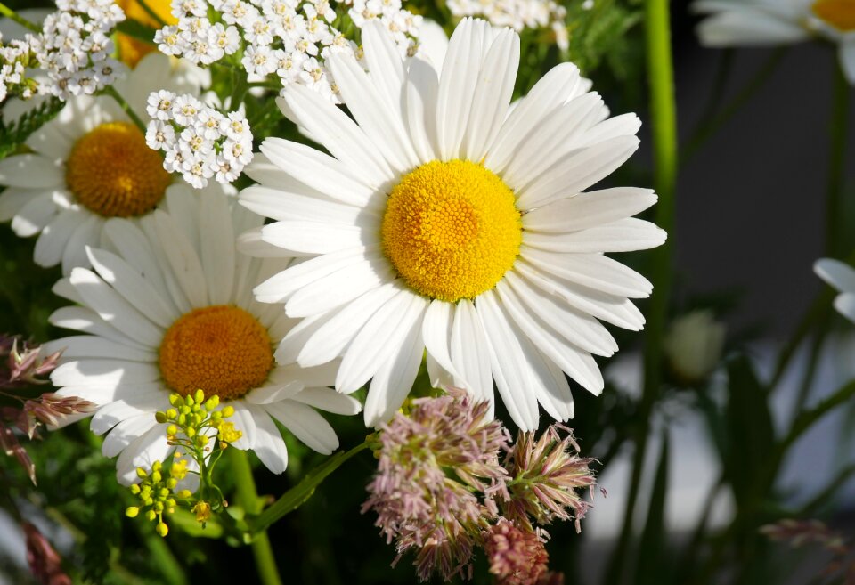 Garden flower garden spring