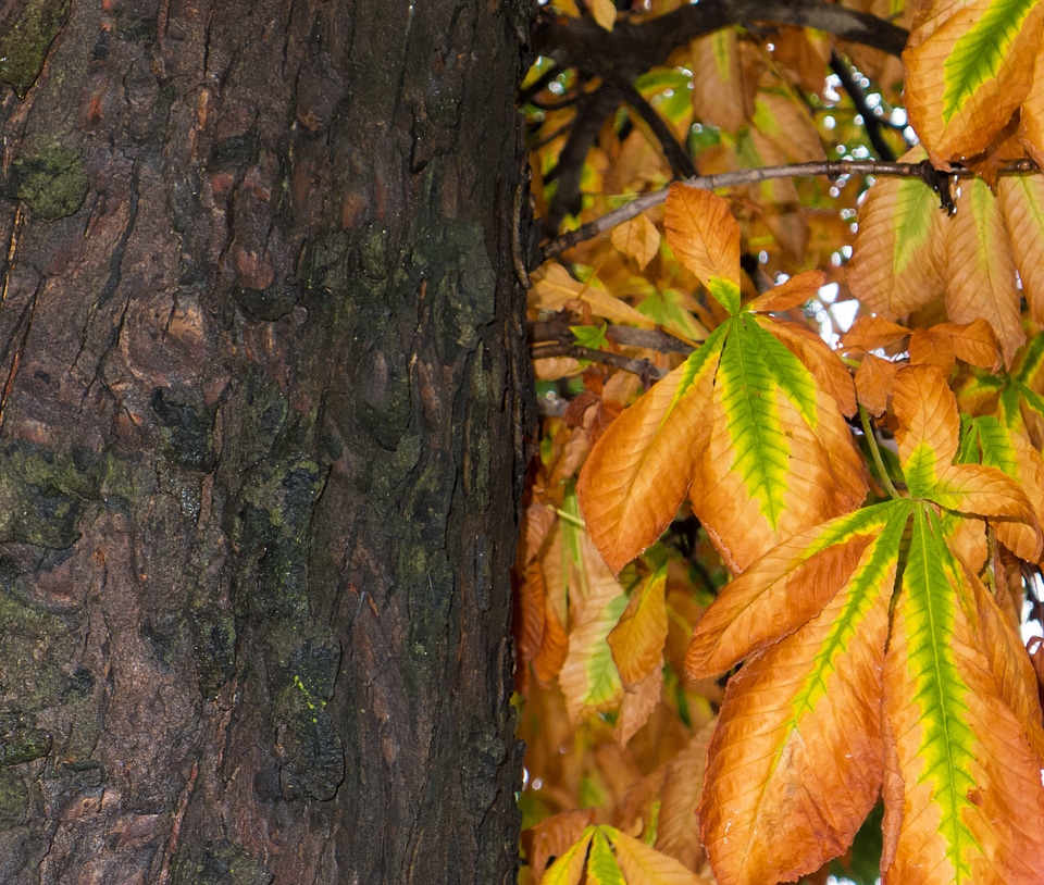 Nature autumn leaves leaves