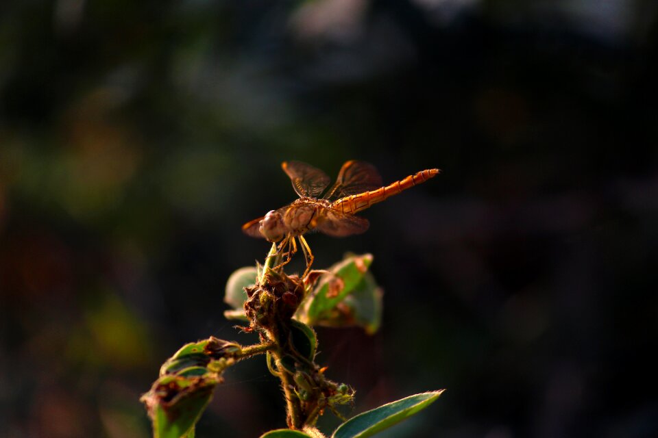 Insect wing nature